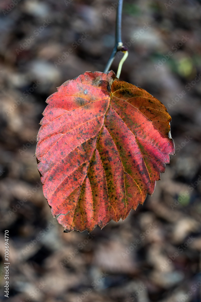 Wall mural red leaf background in autumn fall colour during november, macro close-up, stock photo image