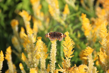 BUTTERFLY on a yellow flower