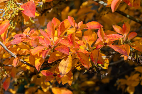 Corylopsis pauciflora a deciduous shrub plant with red leaves colour during the autumn fall, stock photo image