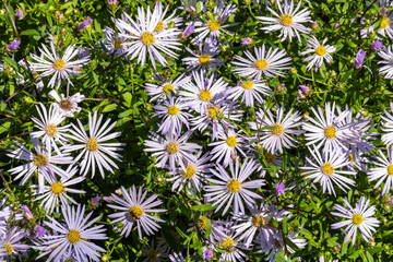 Aster pyrenaeus 'Lutetia' a light blue herbaceous perennial summer autumn flower plant commonly...