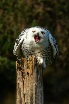 Snowy Owl bird of prey feeding on a tree stump post, stock photo image