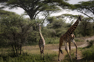 Wild majestic tall Maasai Giraffes eating in the savannah in the Serengeti National Park, Tanzania, Africa