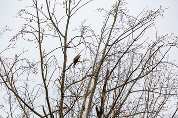 Red kite perched on the branches of a poplar in winter. Milvus milvus.