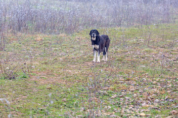 Mastiff dog female in the field in winter.