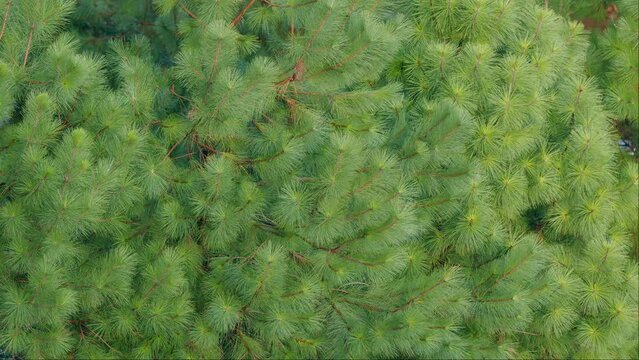Young Pine Tree Branch In Forest. Evergreen Coniferous Tree Branch. Pan.