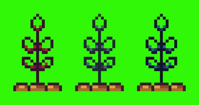 Green screen of paddy,rice plant icon bits pixel slowly appeared and dissappeared. Simple animation from  pixel dots form sets of rice plant icon . Usefull for game asset or design asset animate.
