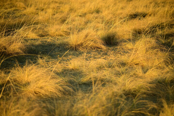 夕陽を浴びて黄金色に輝く草原