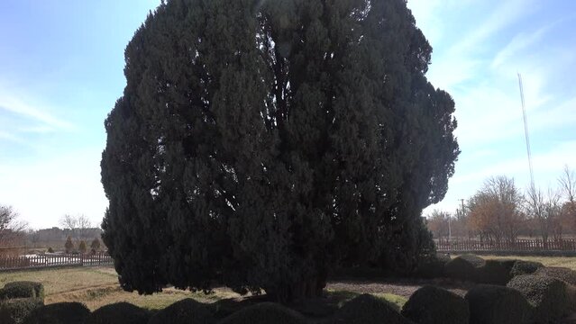 Zoroastrian cypress Sarv (4500 years old) in the province of Yazd. Iran. The cypress has grown to a width of twenty meters and has many merged trunks. The second oldest tree in the world
