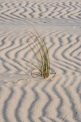 Dune grass and sand ripples, vertical