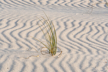 Dune grass and sand ripples, horizontal
