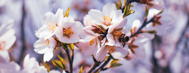 Obraz premium Close up blooming white apricot on tree photo. Blossom festival in spring with eating bee.