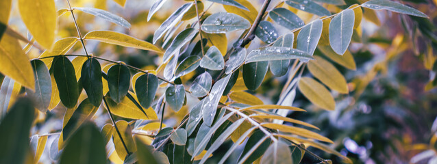 Spring walnut green tree branch under spring rain concept photo. Growing plants in morning garden.