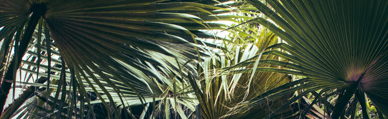 Green tropical palm trees with lush foliage growing in garden. Tropical palm leaves, floral...