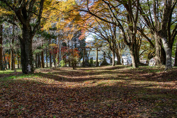 autumn in the park