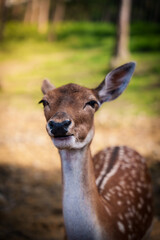 Bambi
