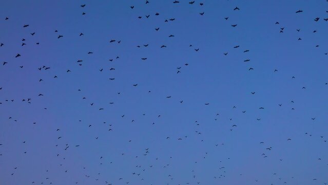 A lot of birds are flying right overhead. Corvidae family. Iran