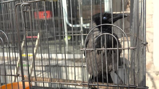 A gray crow in a cage. From captivity and improper care, the bird's beak was unnaturally distorted, beaked