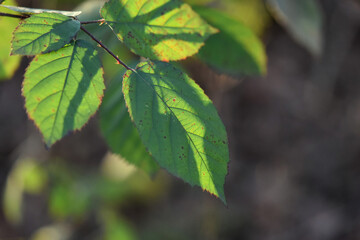 green leaves on the tree