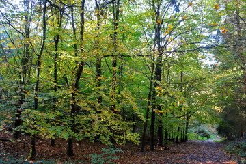 Forest and trees in Surrey, England 
