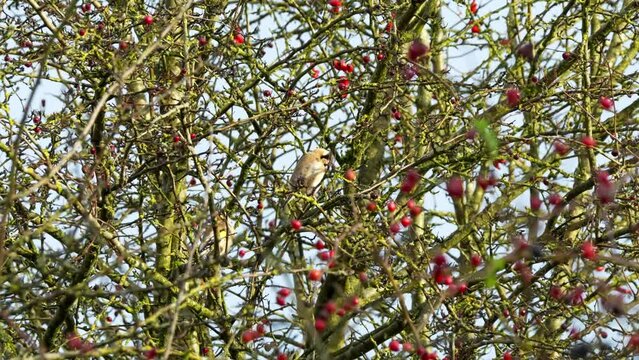 fieldfare (Turdus pilaris) sat high in a tree, feeding on red winter berries