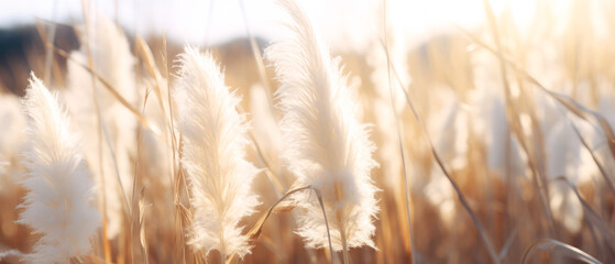 Landscape with dry reeds, beige cane, pampas grass. Macro Shoot. Nature, herbal background. Boho design. Generative ai	