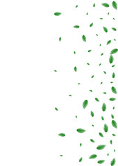 Green Leaf Background White Vector. Foliage Vivid Design. Label Card. Greenish Clear Illustration. Greenery Template.