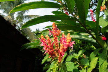 Pretty red wild aphelandra sinclairiana flower in bloom in the jungle. Aphelandra sinclairiana. orange shrimp plant. coral aphelandra. Panama queen. Botanical Garden