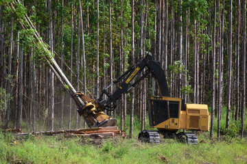 Logging Equipment Forestry Machine Timber Harvestig