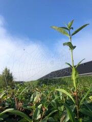 spider web on the tree