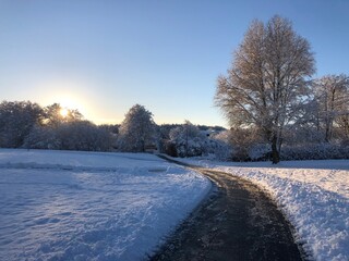 winter road in the forest