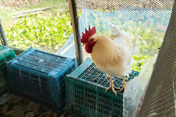 Indoors chicken farm, chicken feeding. chickens walking around in barn with hay. farming meat or...