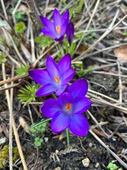 purple crocus flowers
