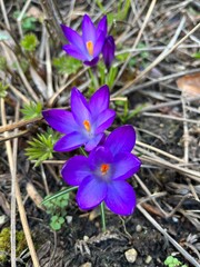 purple crocus flowers