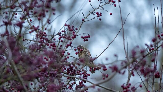 fieldfare (Turdus pilaris) sat high in a tree, feeding on red winter berries