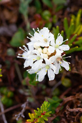 Close-up of Labrador tea flower found in Canada's arctic tundra