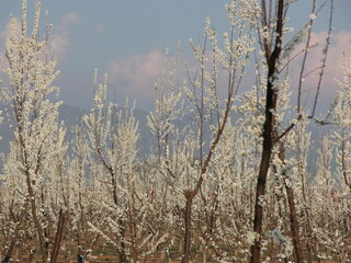 almond tree orchard blossoms in spring