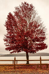 tree in fall colors