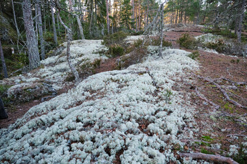 Reindeer lichen in Skaraborg in Vaestra Goetaland in Sweden