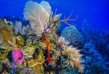 Caribbean coral garden,Bonaire
