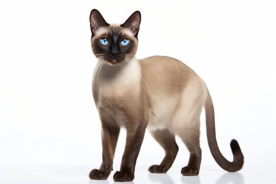 Siamese cat standing portrait. Adorable feline studio photography.