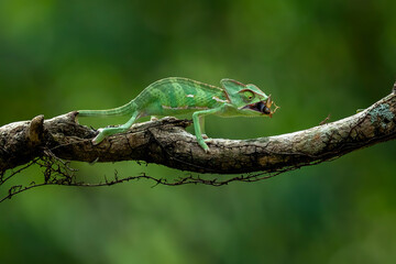 The Veiled Chameleon is catching its prey with its tongue in the rainforest of Java, Indonesia.