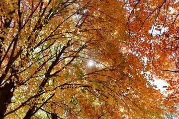 The sun shining in the autumn leaves of the trees.