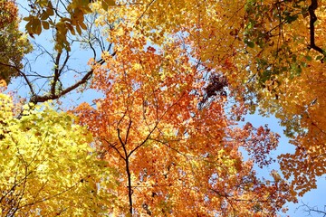 The beautiful autumn leaves in the trees of the forest.