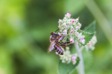 Lamium album, white nettle, white dead-nettle purple flowers. Honeybees collect nectar from the...