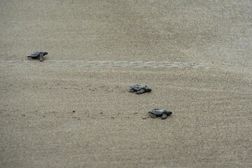 Newborn sea turtles in the sand on the beach walking to the sea after leaving the nest. Baby turtles race to reach to the sea in Nuqu&iacute;, Colombia