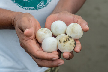 A man holds Eggs of green turtles in his hands. Male hands with a turtle eggs