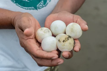Foto op Canvas A man holds Eggs of green turtles in his hands. Male hands with a turtle eggs © MauraCallejas