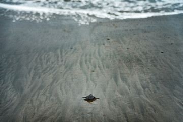 Newborn sea turtle in the sand on the beach walking to the sea after leaving the nest. Isolated Baby turtle on the sandy beach