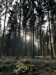 Wald mit Sonne