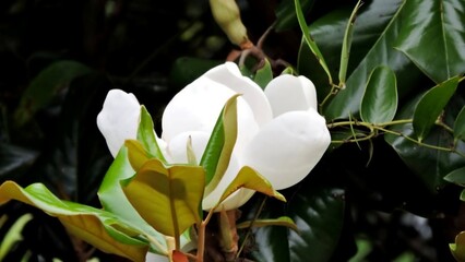 magnolia's bloom